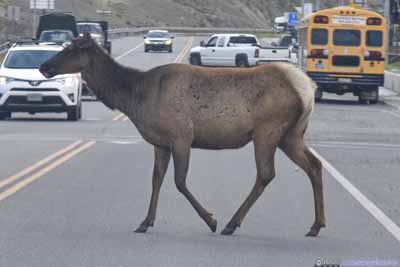 Deer Crossing Road