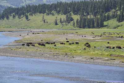 Bison Field by Lamar River