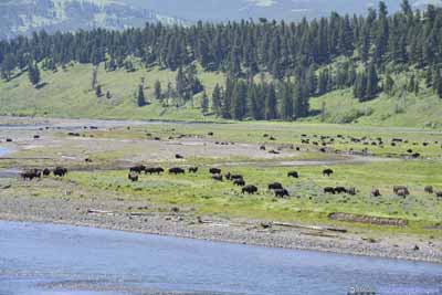 Bison Field by Lamar River