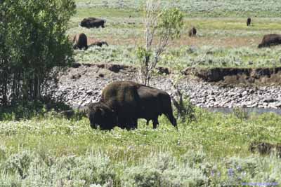 Bison in Field