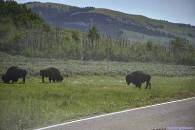 Roadside Bison