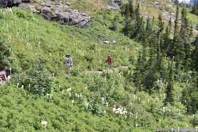 Trail through Beargrass Field