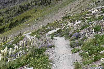 Trail through Flowers