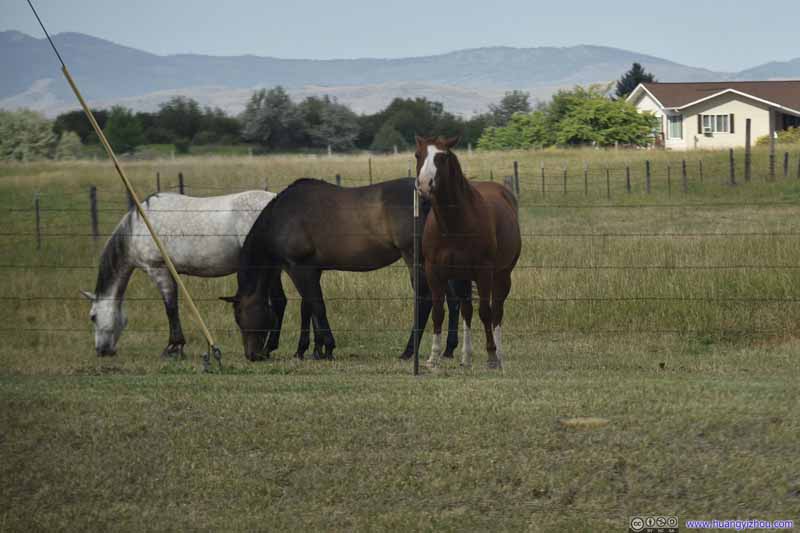 Horses at Ranch