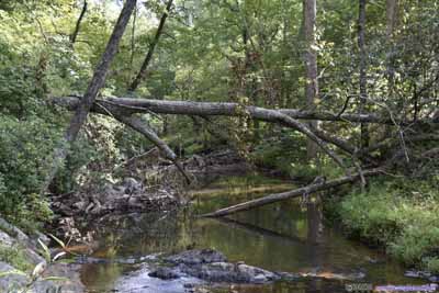 横跨溪流的落木
