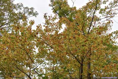 Leaves in Autumn Color