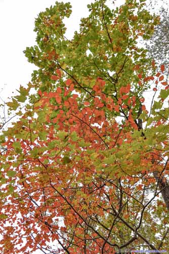 Leaves in Autumn Color