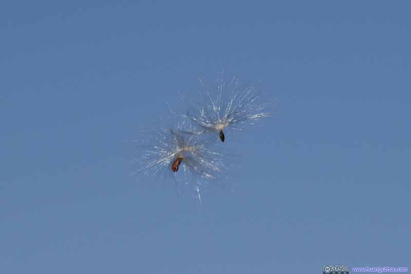 Flying Dandelion Seeds