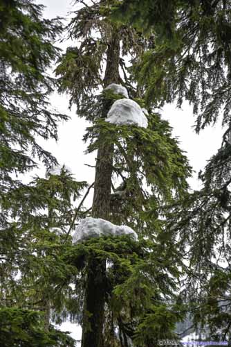 Snow Patches on Trees