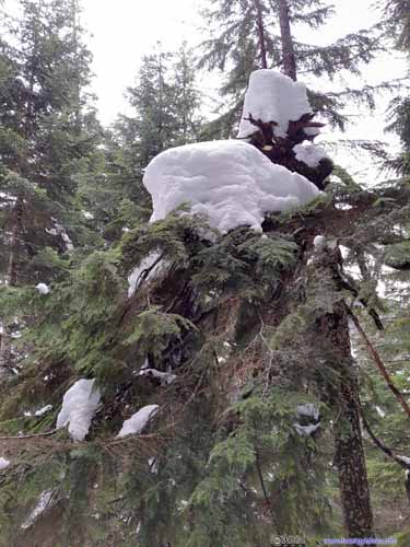 Snow Patches on Trees