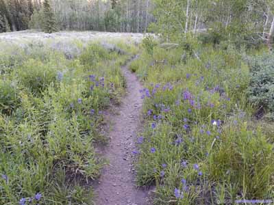 Flowers along Trail