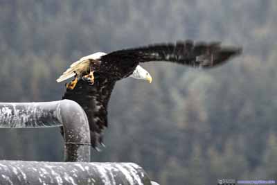 Eagle Taking Flight