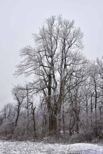 Tree with Rime Ice