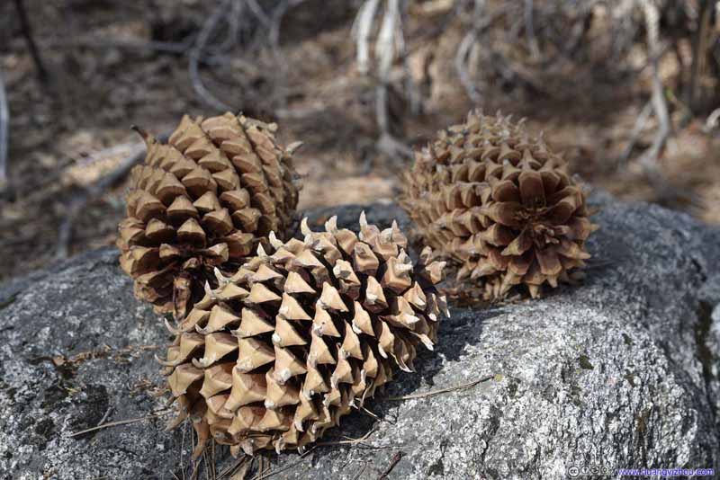 Giant Pine Cones