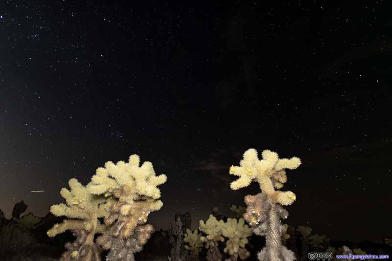 Cholla Cactus under Night Sky