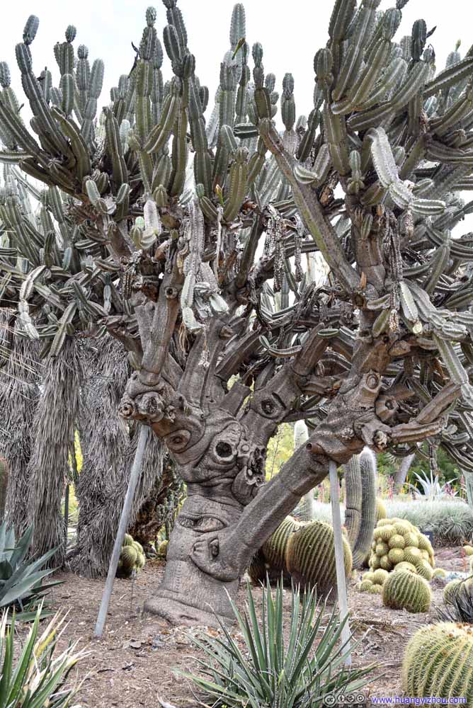 Cactus on Trees