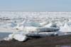 Arctic Sea Ice along Shore