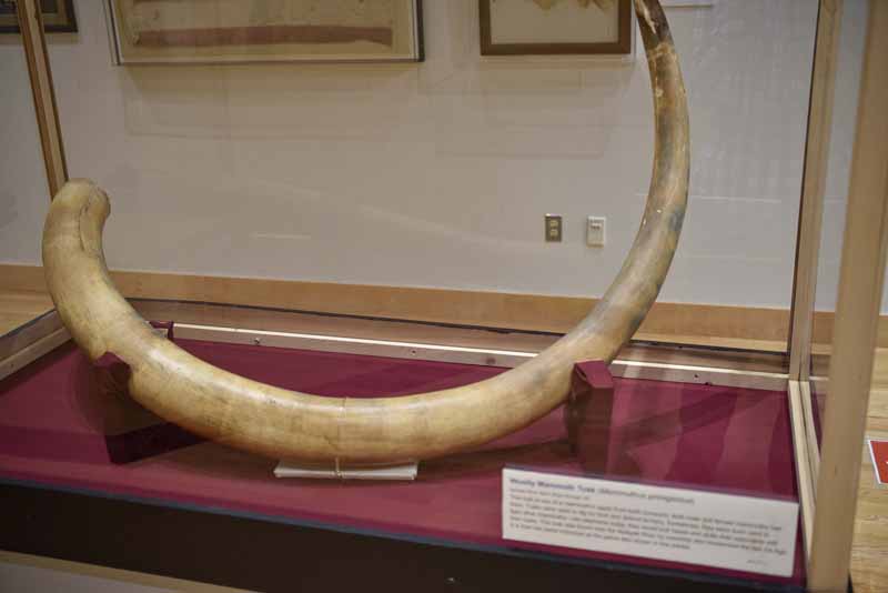 Woolly Mammoth Tusk