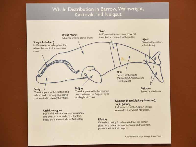Whale Distribution