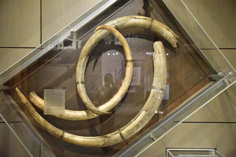 Mammoth Tusks