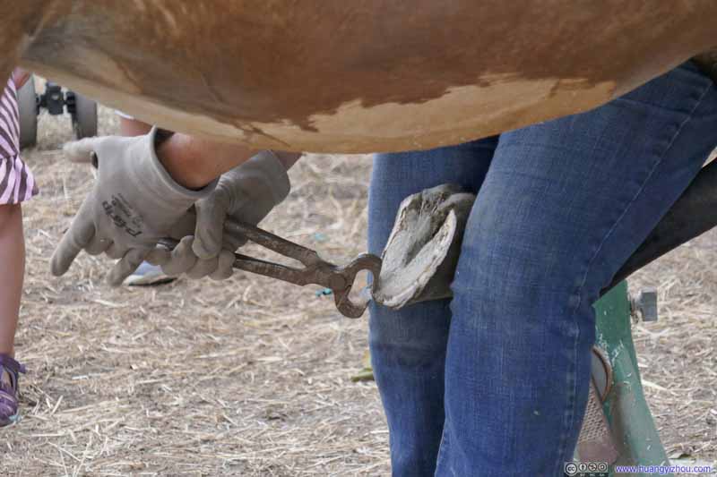 Horse Nail Maintenance