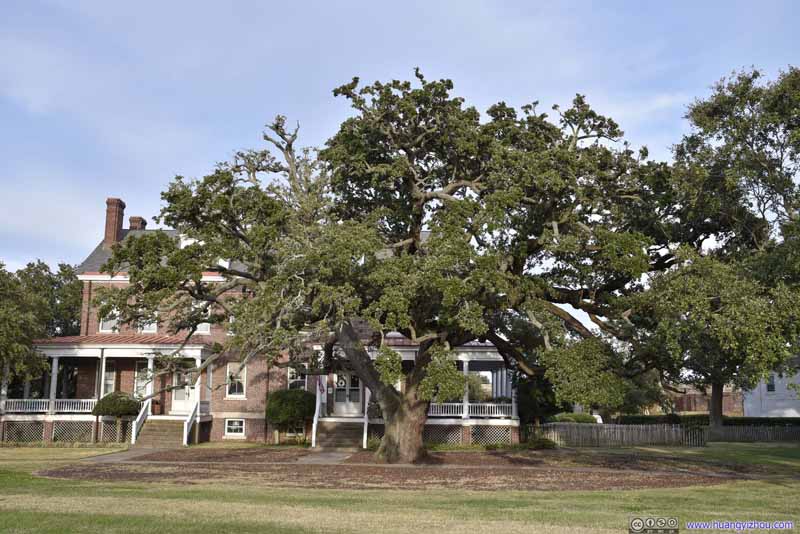 Oak Tree along Parade Ground