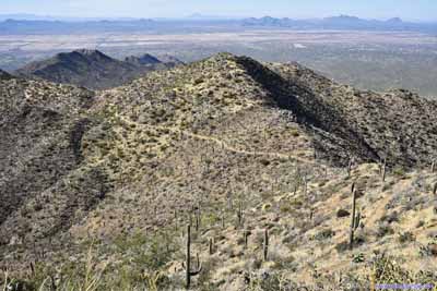 Field of Saguaros along Hill