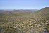 Field of Saguaros along Hill