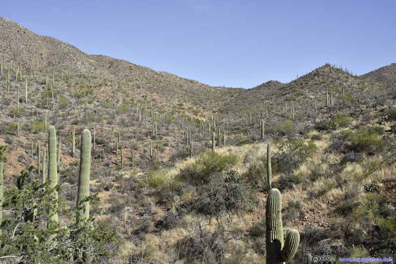 Field of Saguaros