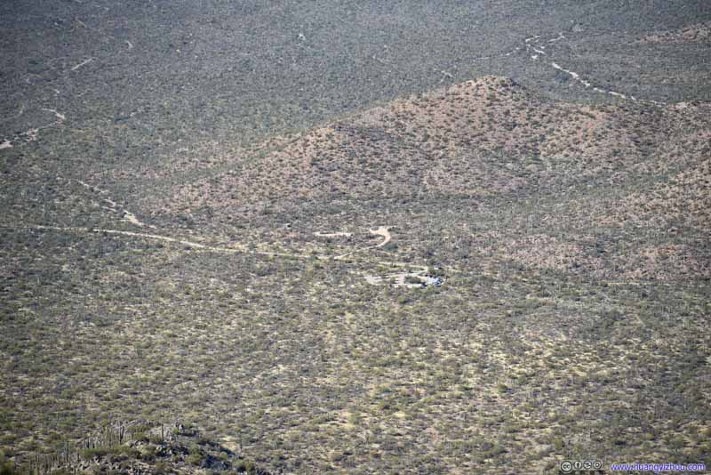 Overlooking Field of Saguaros