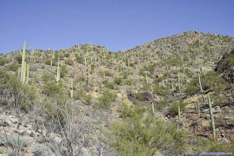 Field of Saguaros
