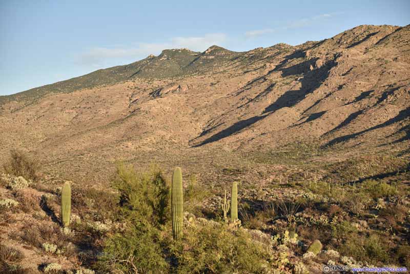 Field of Saguaros before Mountains