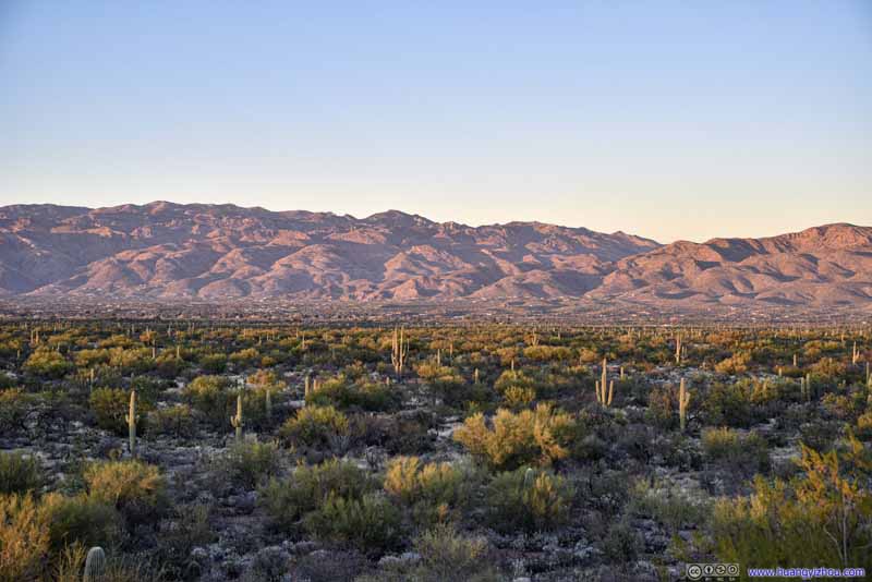 Field of Saguaros before Mountains