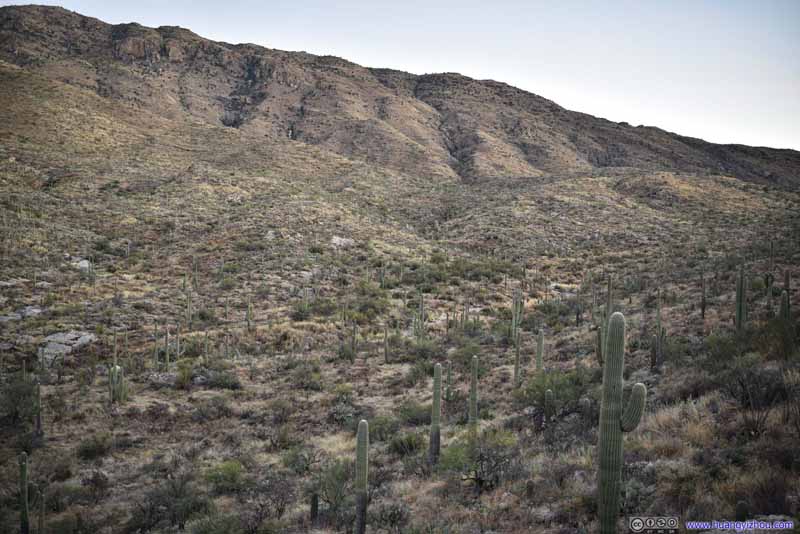Field of Saguaros in Canyon