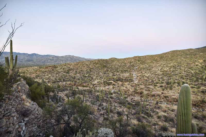 Field of Saguaros in Canyon