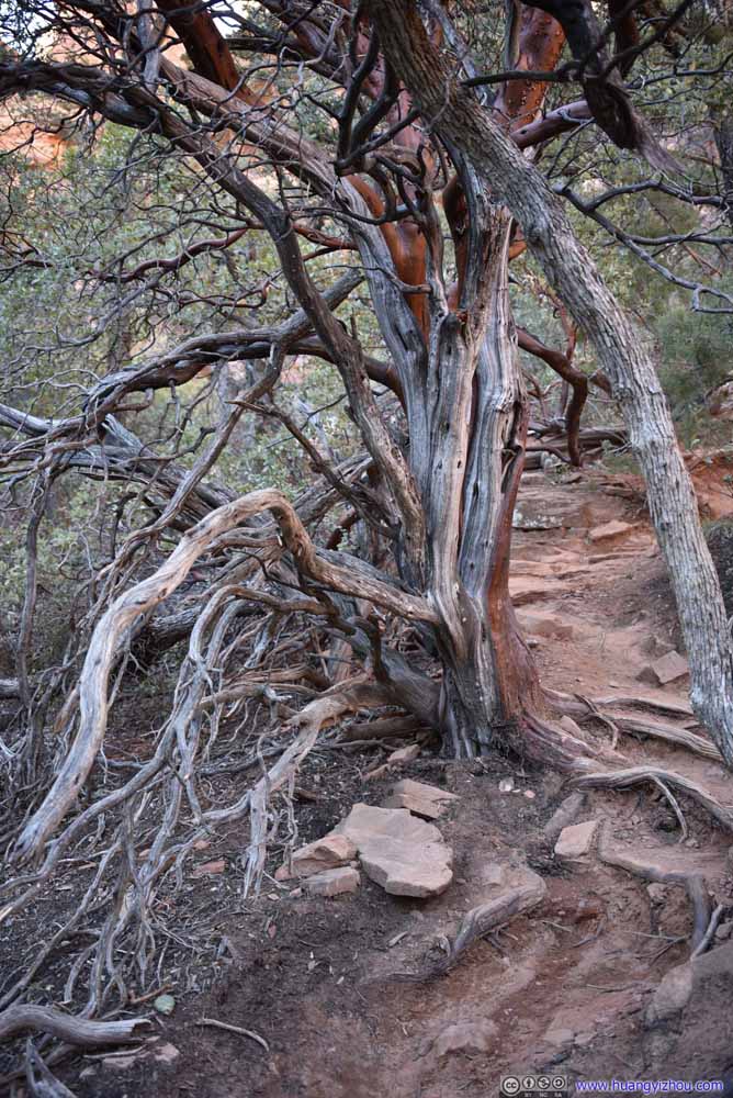 Twisted Tree next to Trail