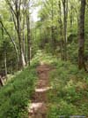 Lewis Fork Trail
