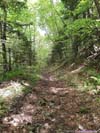 Lewis Fork Trail