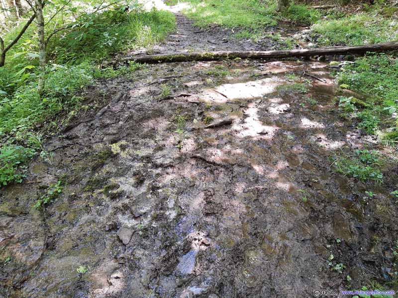 Muddy Section of Lewis Fork Trail