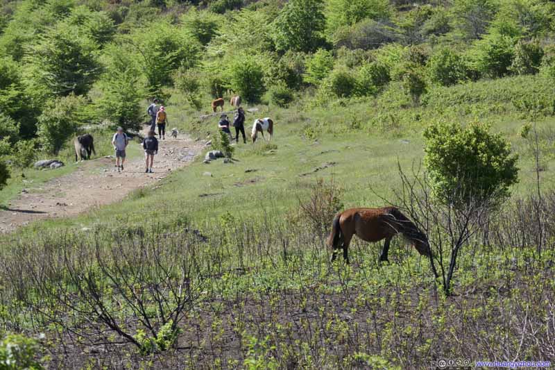 Horses along Trail
