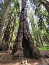 Redwood Trees