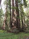 Redwood Trees