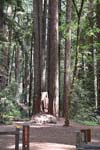 Redwood Trees