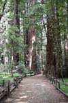 Trail among Redwood Trees