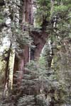 Redwood Tree