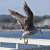 Gull Taking Flight