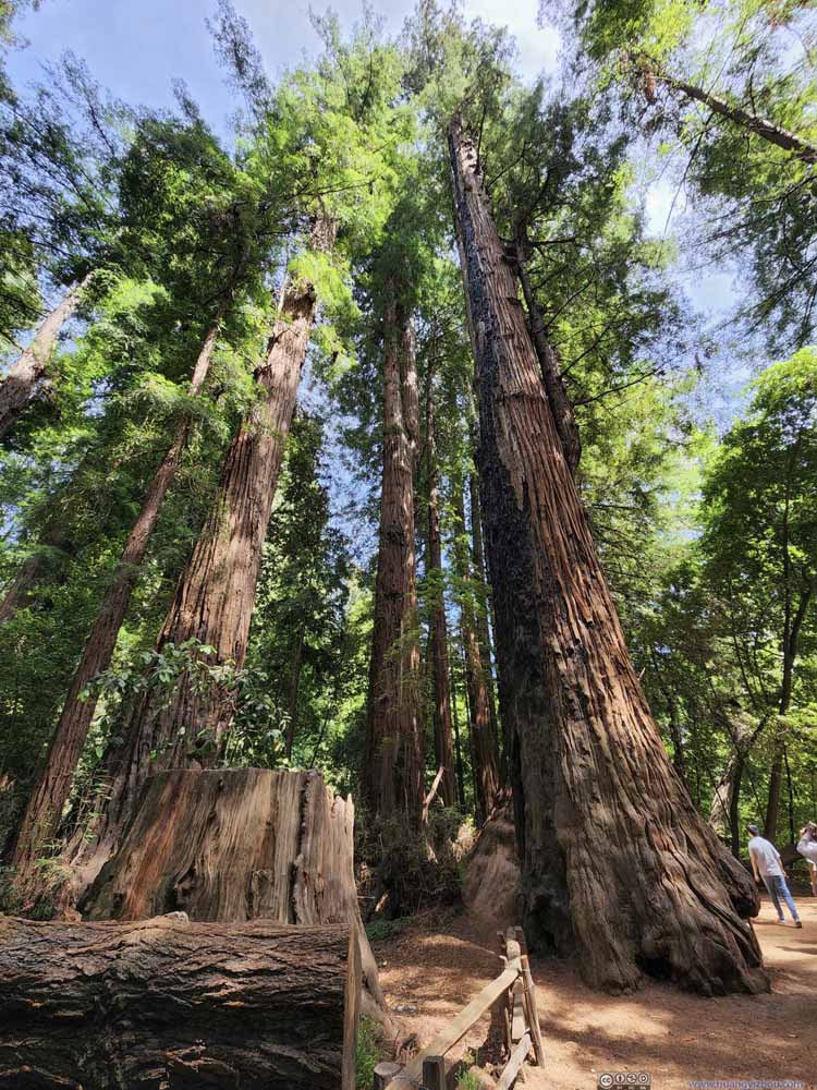 Redwood Trees