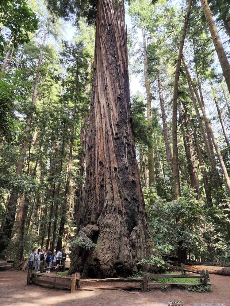 The Fremont Tree