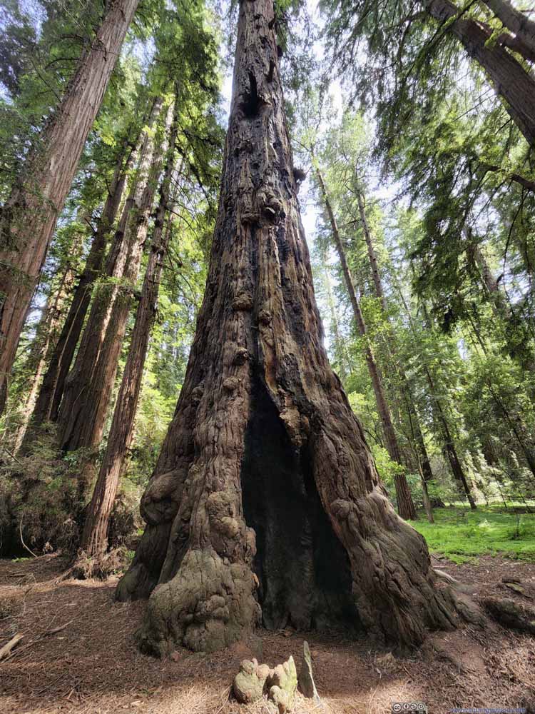 Redwood Trees