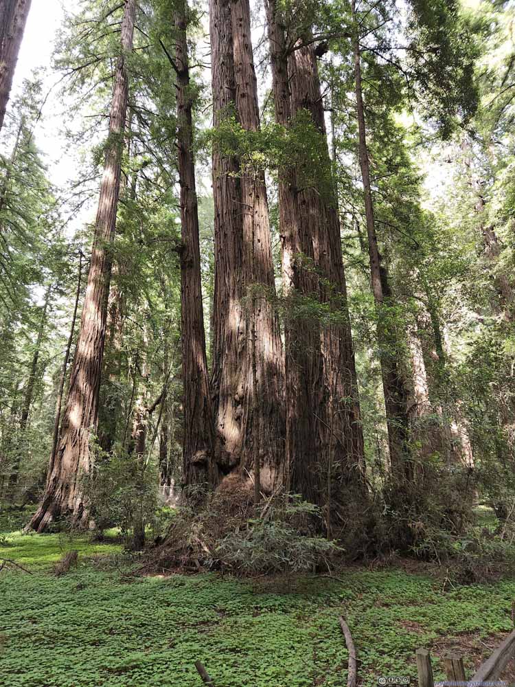 Redwood Trees